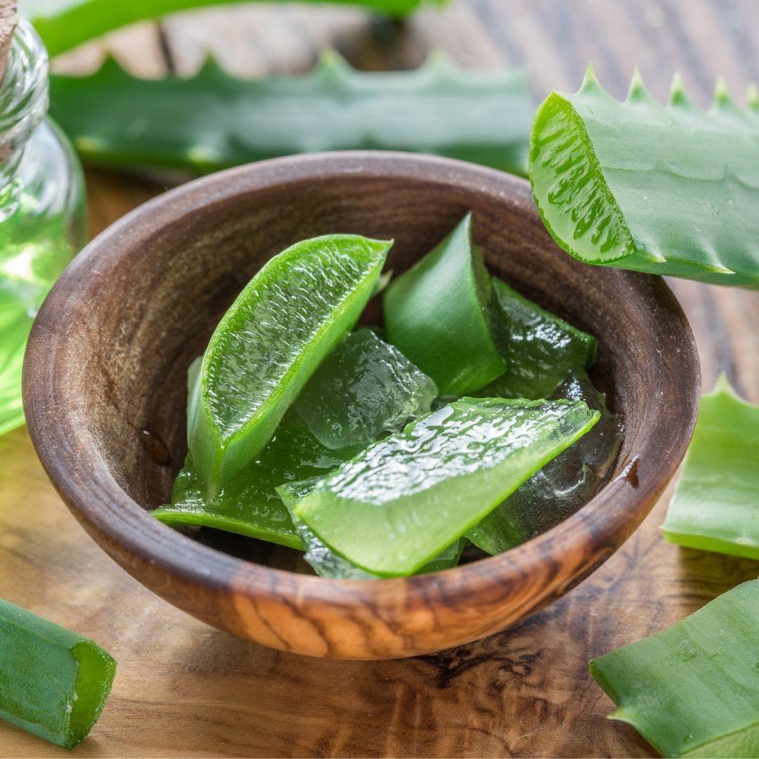 planta de aloe vera para el cabello Acondicionador de aloe vera para cabello seco y cabello rizado